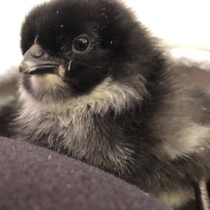 Meet your Posher, Elizabeth